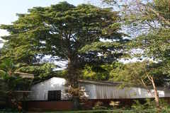 Couroupita guianensis